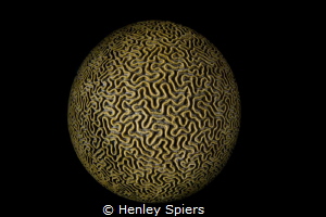 Brain Coral Planet by Henley Spiers 